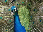 Peacock - Trevarno Gardens Cornwall