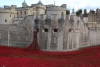 London Poppies